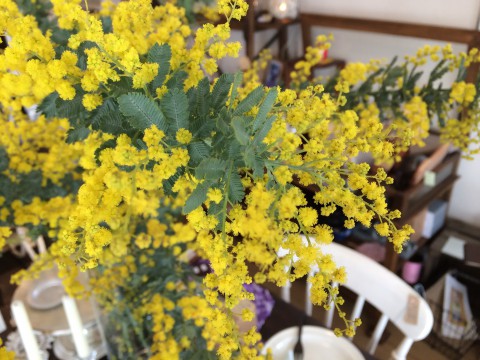 ミモザ。。
