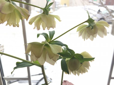 8日と9日はお休みです。