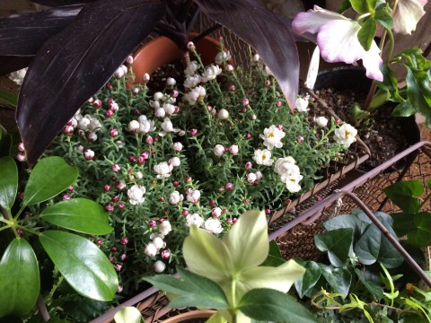 お花を仕入れましたよ。