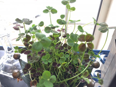 四葉のクローバー入荷!