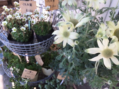 フランネルフラワー