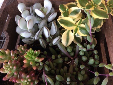 お花と多肉ちゃん。