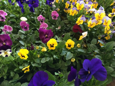 明日21日(金) 営業します!