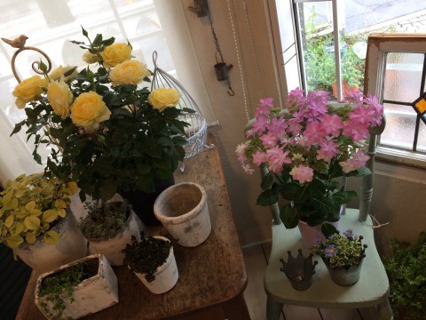 まずは 母の日にいかが?なお品物。