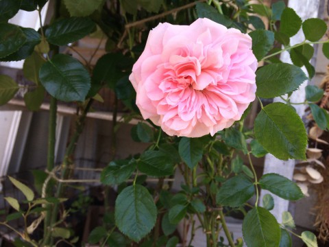 おすすめバラ苗。