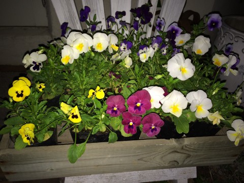 お買い物540円以上の方にビオラ苗プレゼント。