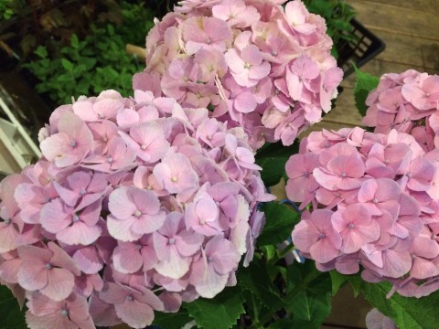 雨が似合う紫陽花