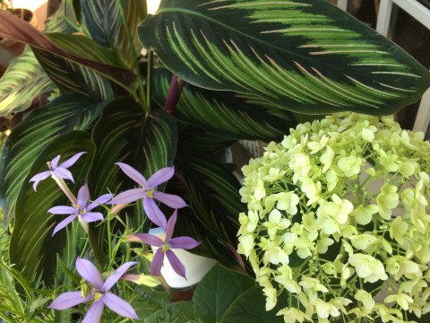 アナベルとカラテア、イソトマも。