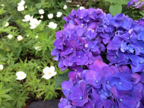 紫陽花 人気です。