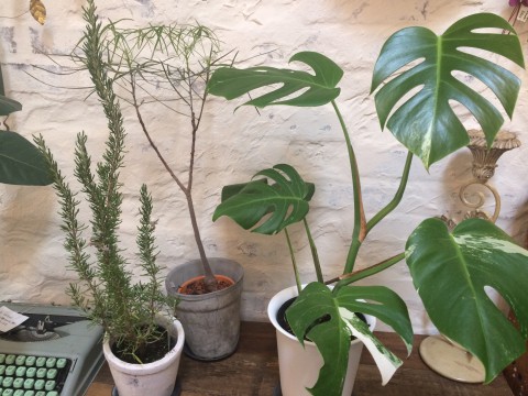 涼しげな観葉植物。モンステラ。