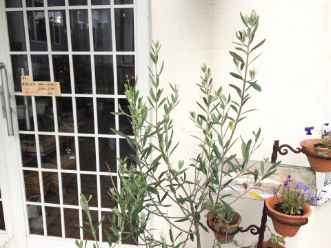 オリーブの木。