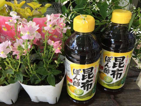 お花仕入れました!と、プレゼント!