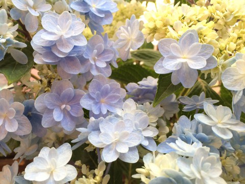 お花仕入れましたよと、明日はお休みです!