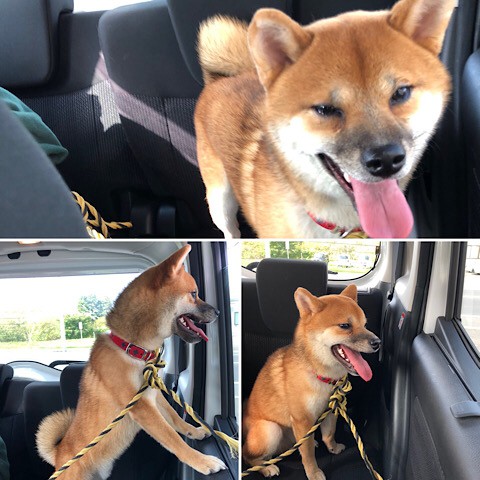 迷い犬保護!