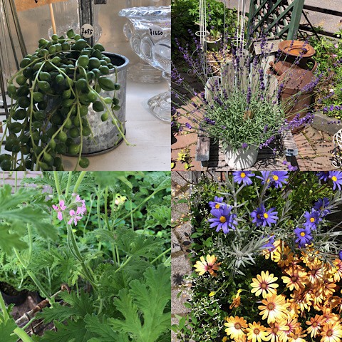お花仕入れました!