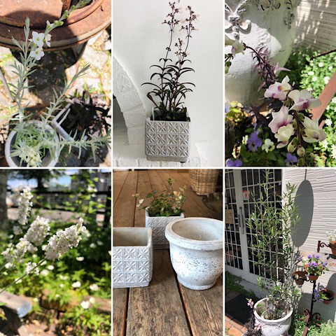 お花と鉢