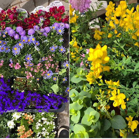 お花仕入れました。
