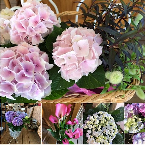 紫陽花