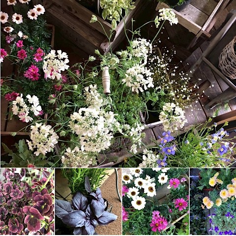 お花を仕入れて来ましたよ