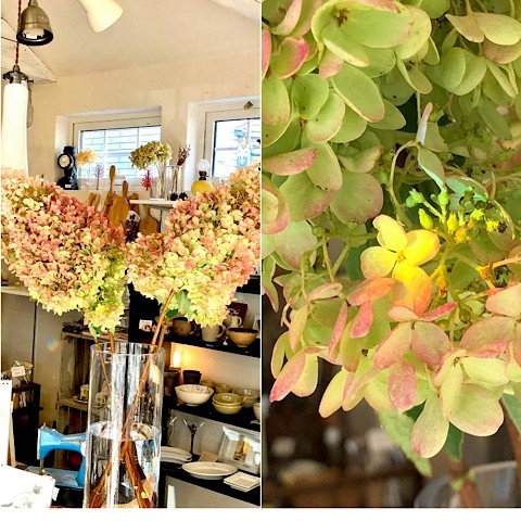 ピラミッドアジサイ