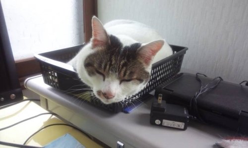 ルナくん出勤♪&顔コリほぐし