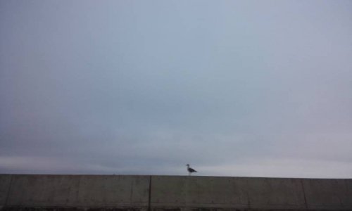 今週の顔コリほぐし