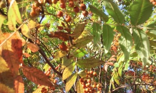 9月21日育雛(いくすう)空間「ルミ・カペ」さんにて・・・