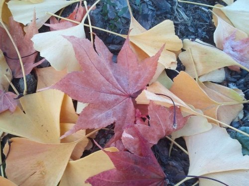 顔コリほぐし&アロマタッチテクニック