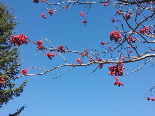 明日はルミ・カペにて顔コリほぐし♪