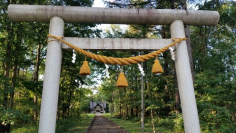 伏古神社にて・・クローバーの力強さにびっくり～