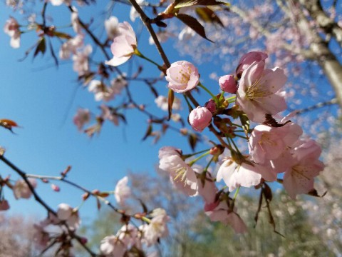 5月の顔コリほぐし日程とサクラ