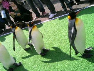 ペンギンの行進。
