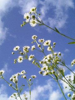 夏の花。
