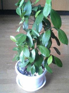 ガジュマル。