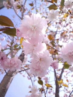 なんの花？