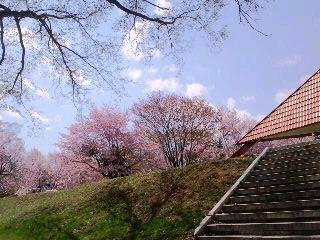 桜と猫と美味しいもの♪