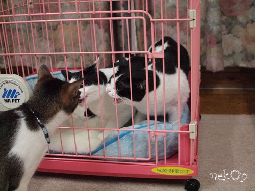 猫の夏合宿 一日目