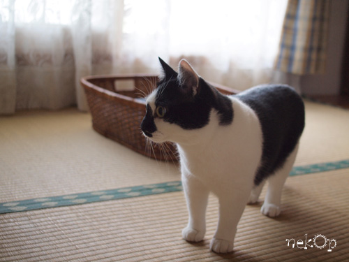 猫の夏合宿 二日目