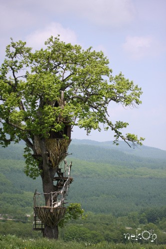 ナイタイ高原
