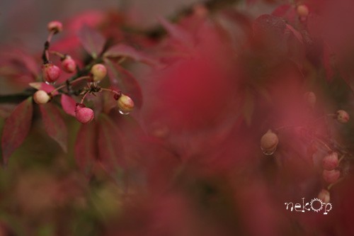 エコパ「紅葉を撮ろう」