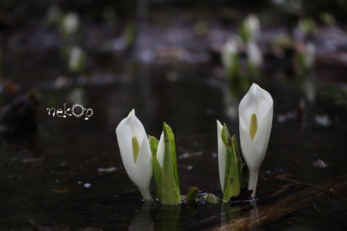 水芭蕉
