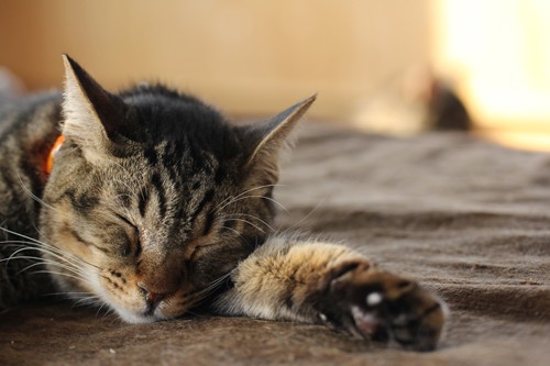 猫の色いろいろ