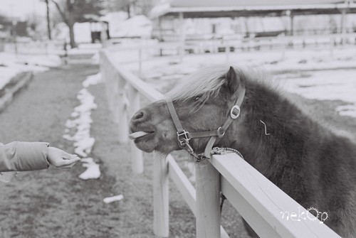 ILFORD XP2super400