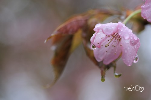 桜と雨