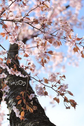 桜+青空