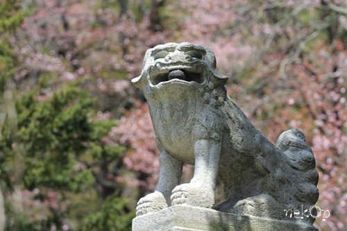 新得神社の桜
