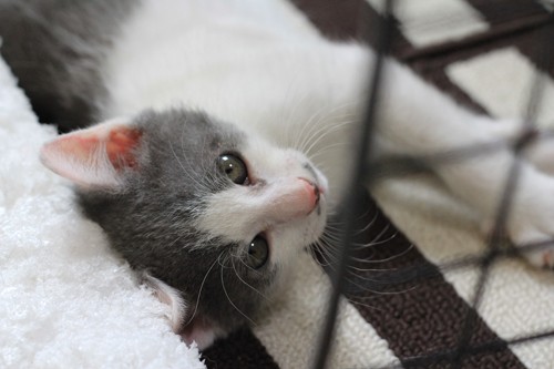 里親募集中の子猫ちゃんたち