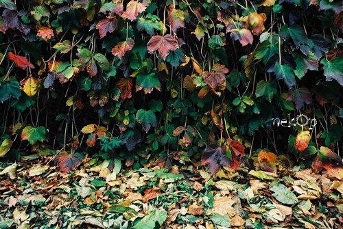 道カメ「秋の紅葉」フォトコン投票期間中