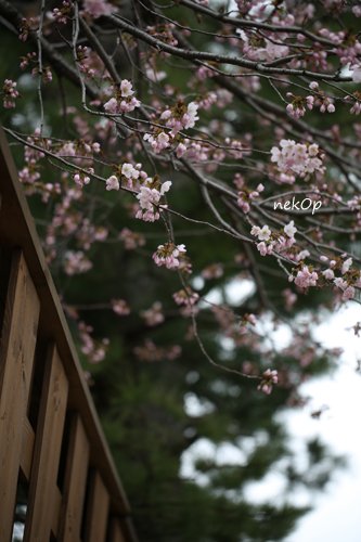 桜