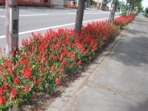 今日も暑かった(ー_ー)!! ですぅぅ。。。